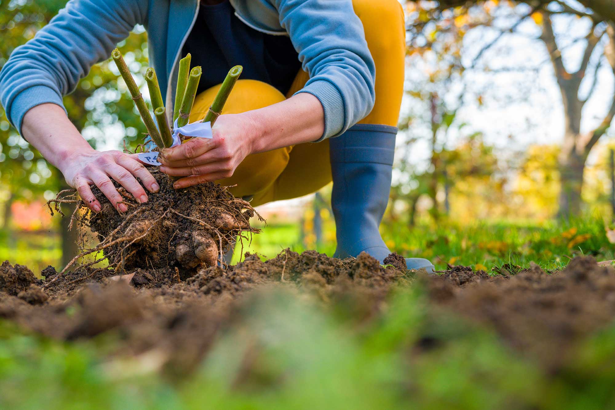 man planting dahlia tubers